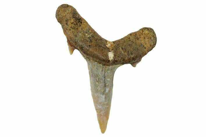 Fossil Sand Tiger Shark Tooth (Carcharias) - Angola #259466